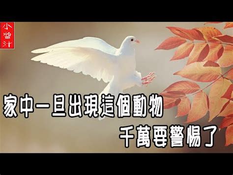 蜈蚣 風水|蜈蚣來訪：風水大師解讀